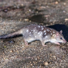 Dasyurus hallucatus (Northern Quoll, Digul Wijingadda, Wiminji) at Koah, QLD - 20 Jun 2020 by MichaelBedingfield