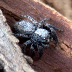 Servaea sp. (genus) at Ainslie, ACT - 25 Aug 2024 12:54 PM