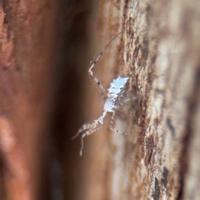 Stenolemus sp. (genus) (Thread-legged assassin bug) at Braddon, ACT - 25 Aug 2024 by Hejor1