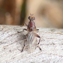 Tapeigaster nigricornis (Striped Sun Fly) at Ainslie, ACT - 25 Aug 2024 by Hejor1