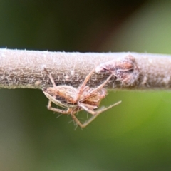 Oxyopes sp. (genus) (Lynx spider) at Ainslie, ACT - 25 Aug 2024 by Hejor1