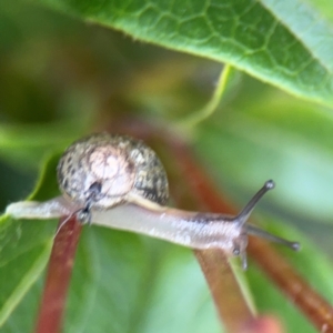 Cornu aspersum at Ainslie, ACT - 25 Aug 2024