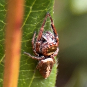 Opisthoncus grassator at Ainslie, ACT - 25 Aug 2024 12:37 PM