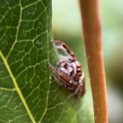 Opisthoncus grassator at Ainslie, ACT - 25 Aug 2024 12:37 PM