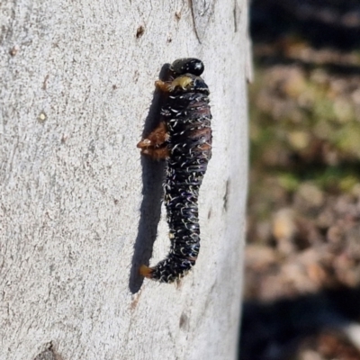 Perginae sp. (subfamily) (Unidentified pergine sawfly) at Kingsdale, NSW - 26 Aug 2024 by trevorpreston