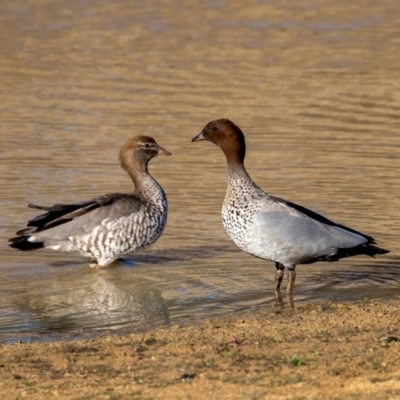 Chenonetta jubata (Australian Wood Duck) at Wallaroo, NSW - 22 Aug 2024 by Jek