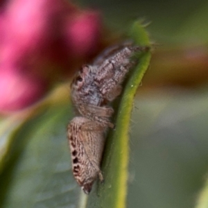 Opisthoncus grassator at Ainslie, ACT - 25 Aug 2024