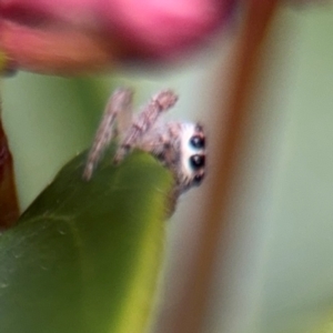 Opisthoncus grassator at Ainslie, ACT - 25 Aug 2024