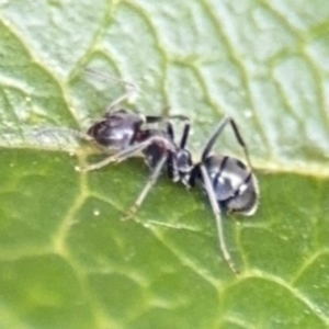 Iridomyrmex sp. (genus) at Ainslie, ACT - 25 Aug 2024 12:35 PM