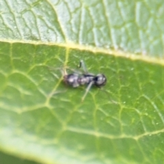 Iridomyrmex sp. (genus) at Ainslie, ACT - 25 Aug 2024 12:35 PM