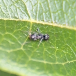 Iridomyrmex sp. (genus) at Ainslie, ACT - 25 Aug 2024 12:35 PM