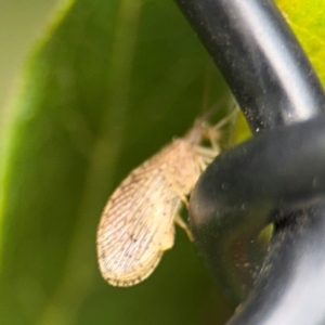 Hemerobiidae sp. (family) at Ainslie, ACT - 25 Aug 2024 12:34 PM