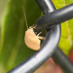 Hemerobiidae sp. (family) at Ainslie, ACT - 25 Aug 2024 12:34 PM