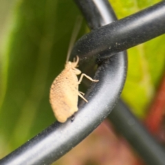 Hemerobiidae sp. (family) at Ainslie, ACT - 25 Aug 2024 12:34 PM