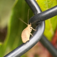 Hemerobiidae sp. (family) at Ainslie, ACT - 25 Aug 2024 12:34 PM