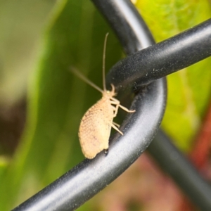 Hemerobiidae sp. (family) at Ainslie, ACT - 25 Aug 2024 12:34 PM