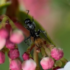 Camponotus aeneopilosus (A Golden-tailed sugar ant) at Ainslie, ACT - 25 Aug 2024 by Hejor1