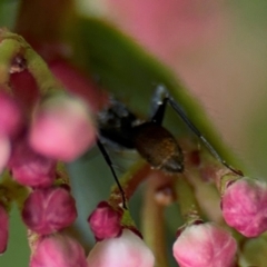 Camponotus aeneopilosus at Ainslie, ACT - 25 Aug 2024