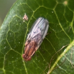 Cnemospathidinae sp. (Sub-family) (Sun-fly) at Ainslie, ACT - 25 Aug 2024 by Hejor1