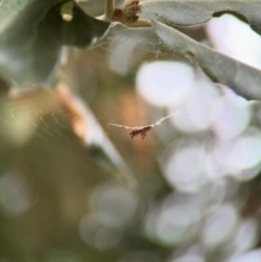 Philoponella congregabilis at Ainslie, ACT - 25 Aug 2024