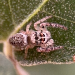 Opisthoncus grassator (Jumping spider) at Ainslie, ACT - 25 Aug 2024 by Hejor1