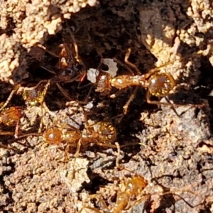 Aphaenogaster longiceps at Kingsdale, NSW - 27 Aug 2024 08:43 AM