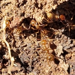 Aphaenogaster longiceps at Kingsdale, NSW - 27 Aug 2024 08:43 AM