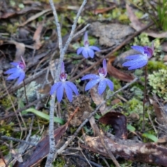 Cyanicula caerulea (Blue Fingers, Blue Fairies) at Kingsdale, NSW - 26 Aug 2024 by trevorpreston