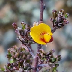 Pultenaea microphylla (Egg and Bacon Pea) at Kingsdale, NSW - 27 Aug 2024 by trevorpreston