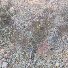 Pultenaea microphylla at Kingsdale, NSW - 27 Aug 2024