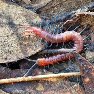 Cormocephalus sp.(genus) at Kingsdale, NSW - 27 Aug 2024