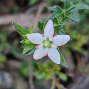 Rhytidosporum procumbens at Kingsdale, NSW - 27 Aug 2024