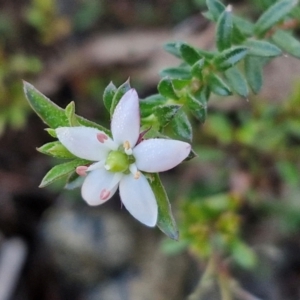 Rhytidosporum procumbens at Kingsdale, NSW - 27 Aug 2024