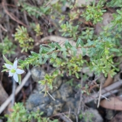 Rhytidosporum procumbens at Kingsdale, NSW - 27 Aug 2024