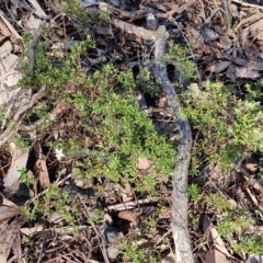 Rhytidosporum procumbens at Kingsdale, NSW - 27 Aug 2024