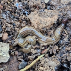 Fletchamia quinquelineata (Five-striped flatworm) at Kingsdale, NSW - 26 Aug 2024 by trevorpreston