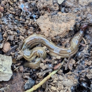 Fletchamia quinquelineata at Kingsdale, NSW - 27 Aug 2024