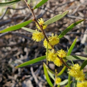 Acacia lanigera var. lanigera at Kingsdale, NSW - 27 Aug 2024