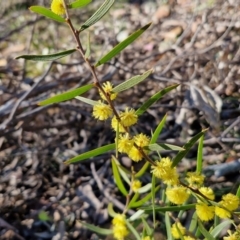 Acacia lanigera var. lanigera at Kingsdale, NSW - 27 Aug 2024