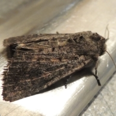 Leucania obusta at Conder, ACT - 16 Jan 2024 08:26 PM