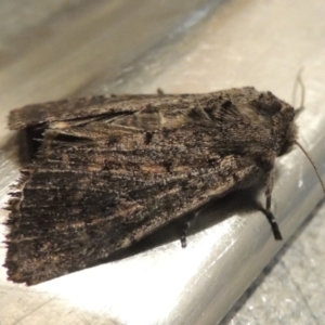 Leucania obusta at Conder, ACT - 16 Jan 2024 08:26 PM