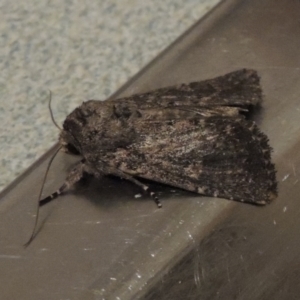 Leucania obusta at Conder, ACT - 16 Jan 2024 08:26 PM