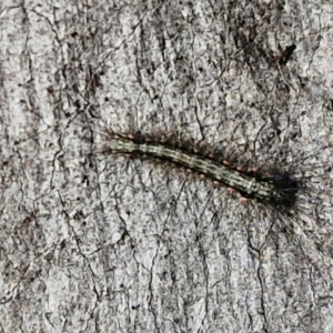 Anestia (genus) at Kingsdale, NSW - 27 Aug 2024 08:22 AM