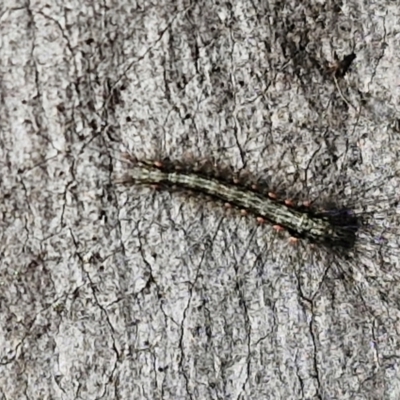 Anestia (genus) (A tiger moth) at Kingsdale, NSW - 26 Aug 2024 by trevorpreston