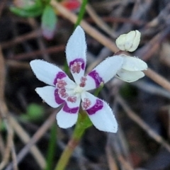 Wurmbea dioica subsp. dioica (Early Nancy) at Kingsdale, NSW - 26 Aug 2024 by trevorpreston