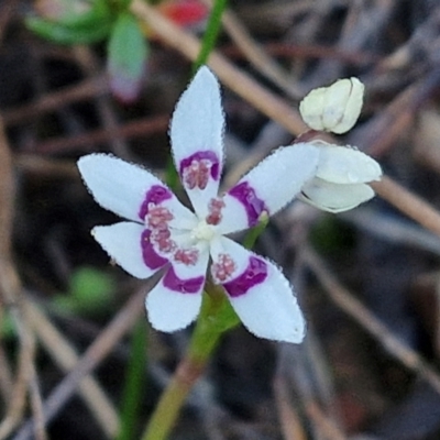 Wurmbea dioica subsp. dioica (Early Nancy) at Kingsdale, NSW - 26 Aug 2024 by trevorpreston