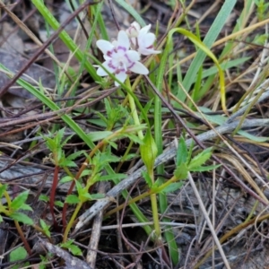 Wurmbea dioica subsp. dioica at Kingsdale, NSW - 27 Aug 2024