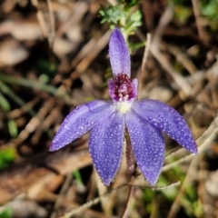 Cyanicula caerulea (Blue Fingers, Blue Fairies) at Kingsdale, NSW - 26 Aug 2024 by trevorpreston