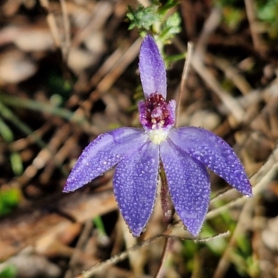 Cyanicula caerulea (Blue Fingers, Blue Fairies) at Kingsdale, NSW - 27 Aug 2024 by trevorpreston