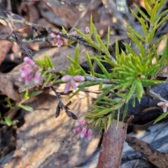 Lissanthe strigosa subsp. subulata at Kingsdale, NSW - 27 Aug 2024